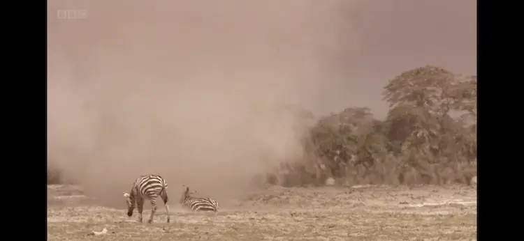 Grant's zebra (Equus quagga boehmi) as shown in Africa - The Future